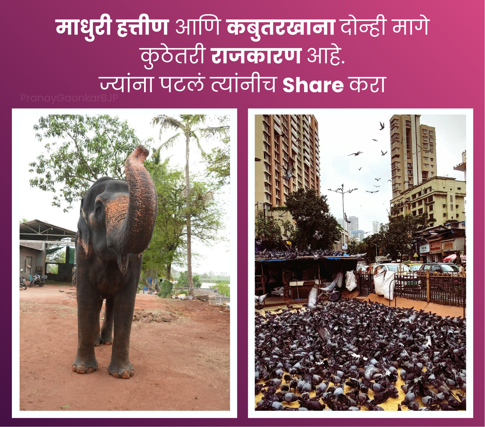 माधुरी हत्तीण आणि कबुतरखाना: पडद्यामागील राजकारण